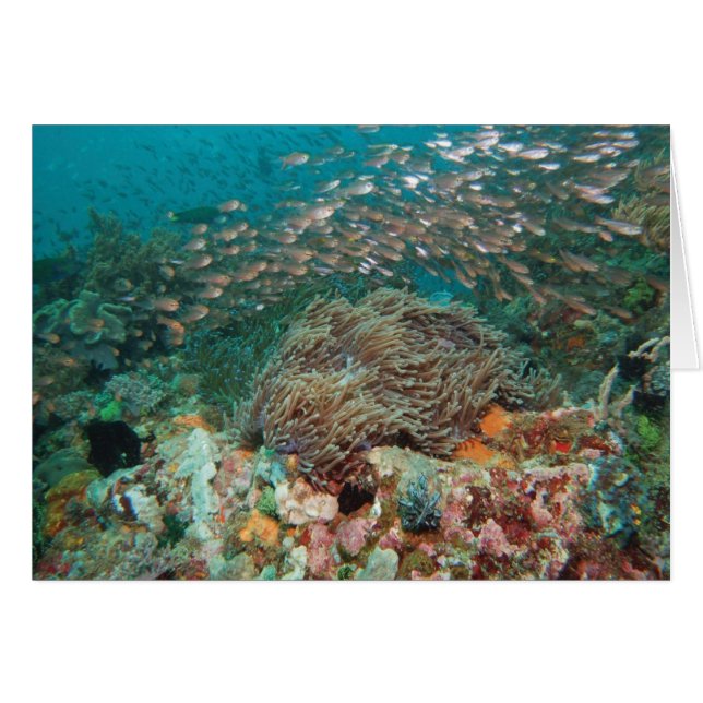 Kaleidoskop (Vorderseite (Horizontal))