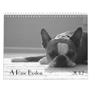 Kalender 2012 Bostons Terrier