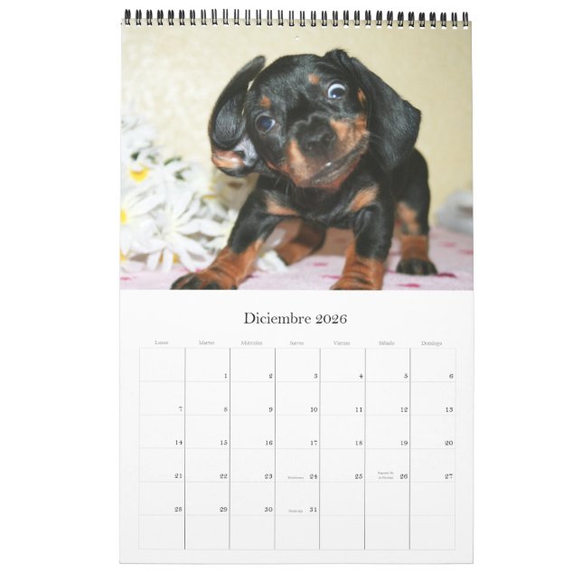 Kalender 2017 Puppy Dachshunds (Dez 2026)
