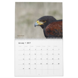 Kalender 2017 - Vögel Nordamerikas