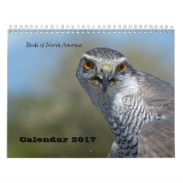 Kalender 2017 - Vögel Nordamerikas
