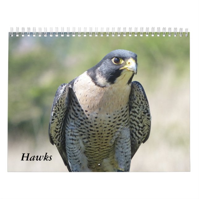 Kalender 2021 12 Monate, Falken (Titelbild)