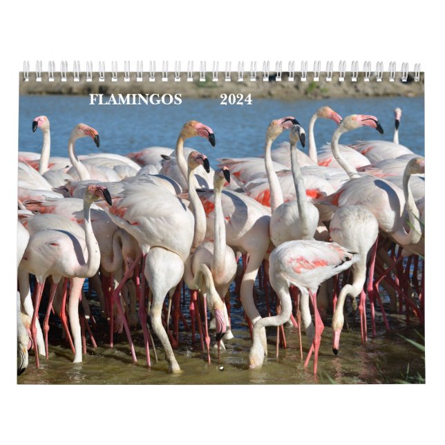 Kalender 2023 Flamingos (Titelbild)