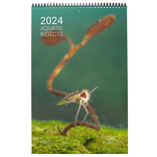 Kalender 2024 - Wasserinsekten (Titelbild)