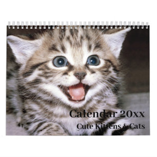 Kalender 20xx - Süße Kätzchen und Katzen
