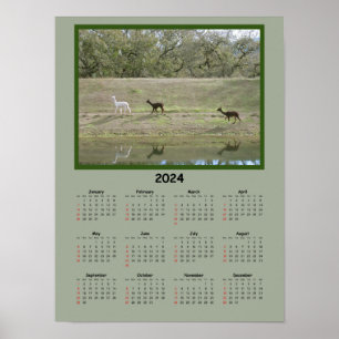 Kalender - Alpaca-Kalender 2024 Poster