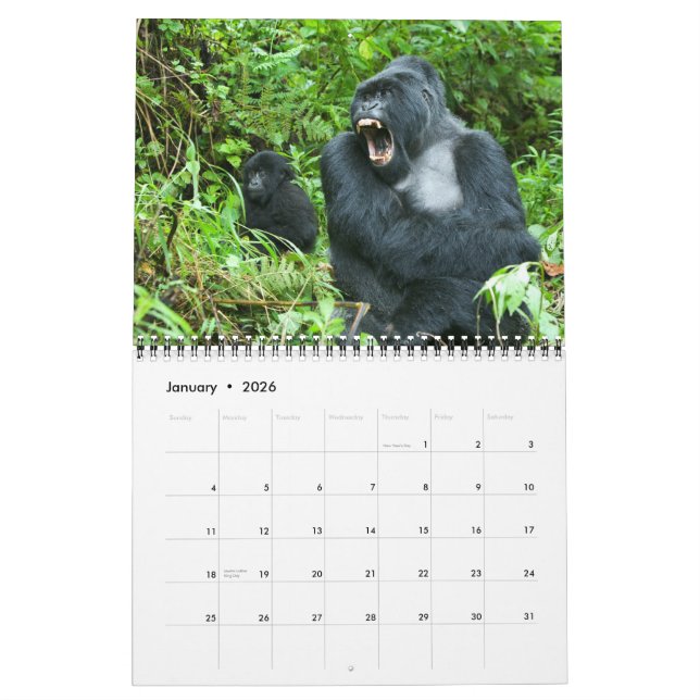 Kalender - Berggorillas von Ruanda (Jan 2026)