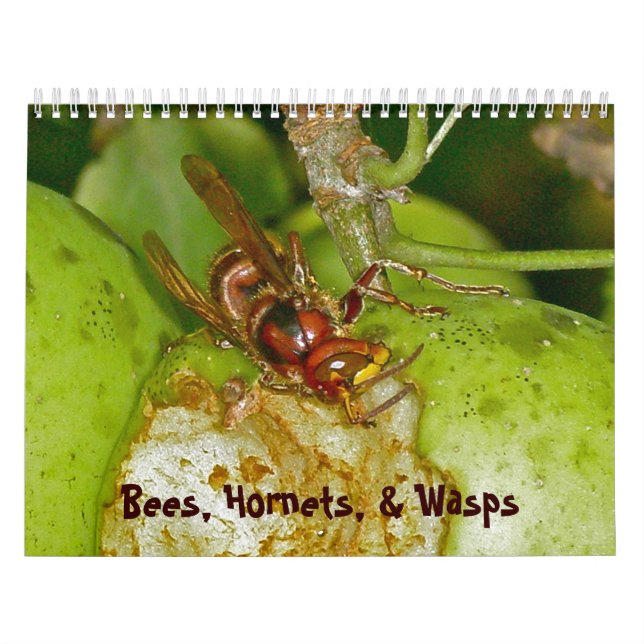 Kalender - Bienen, Hornets & Wasps (Titelbild)