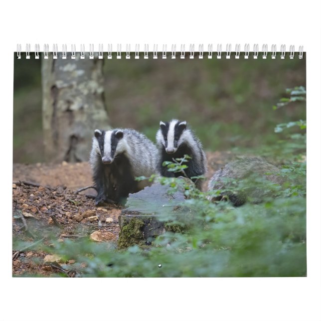 Kalender Calendar Badgers Forest (Titelbild)