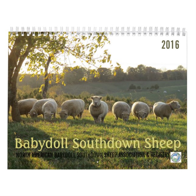 Kalender der Babydoll-Southdownschaf-2016 NABSSAR (Titelbild)