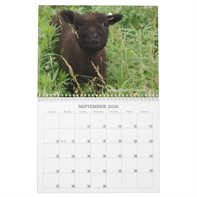 Kalender der Babydoll-Southdownschaf-2017 NABSSAR (Sep 2026)