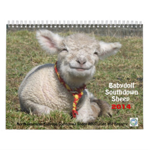 Kalender der Babydoll-Southdownschafe 2014 NABSSAR