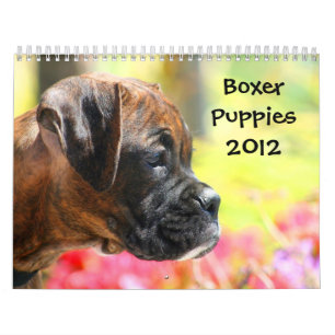 Kalender der Boxer-Welpen-2012