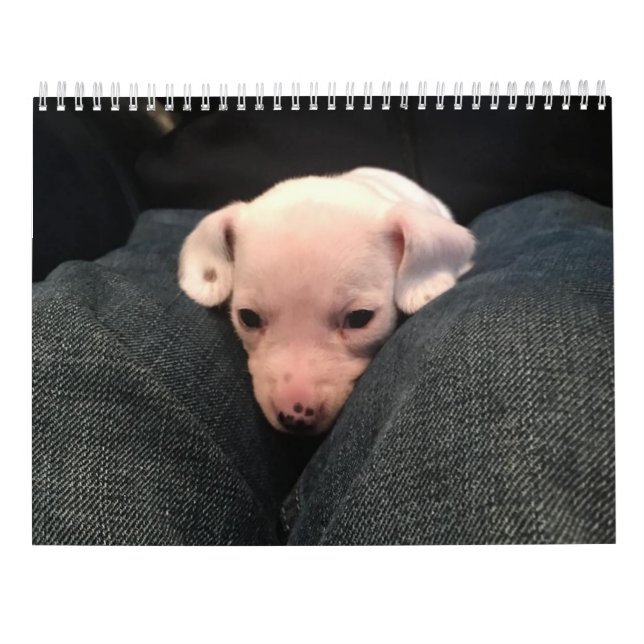 Kalender der doppelten Dackel (Rückseite)