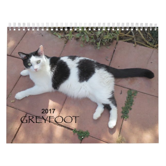 Kalender der Greyfoot Katzen-Rettungs-2017 (Titelbild)