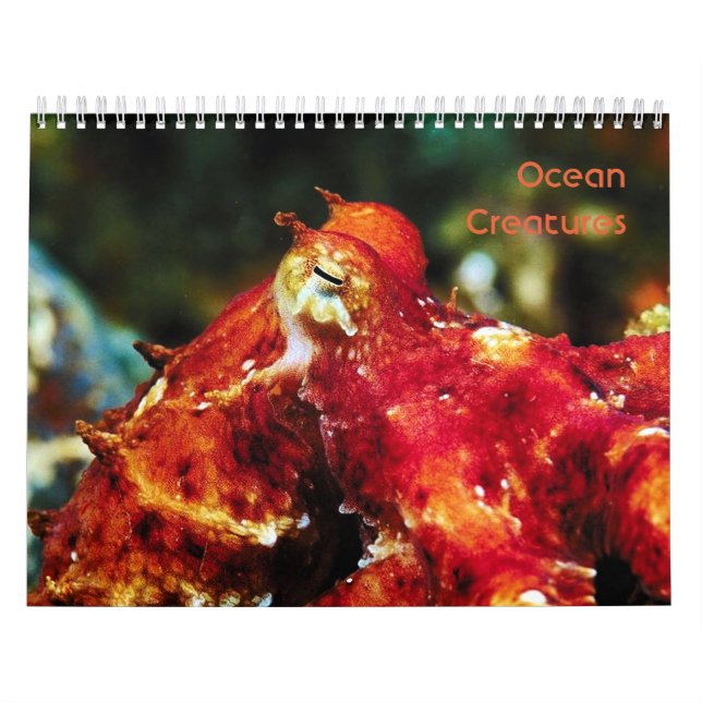 Kalender der Meereslebewesen (Titelbild)