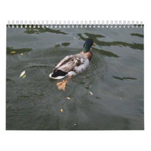 Kalender der Wilden Enten 2022