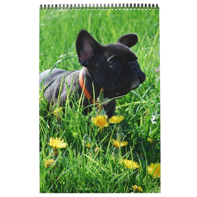 Kalender französische Bulldogge tolle Fotosammlung (Titelbild)