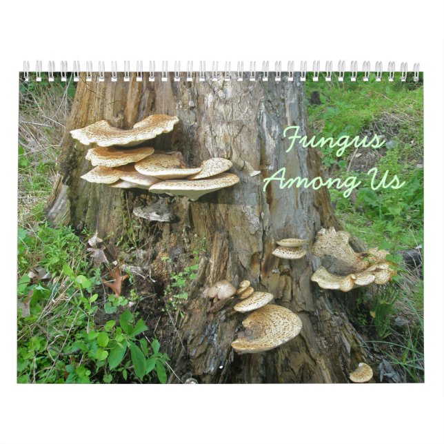 Kalender - Fungus unter uns (Titelbild)