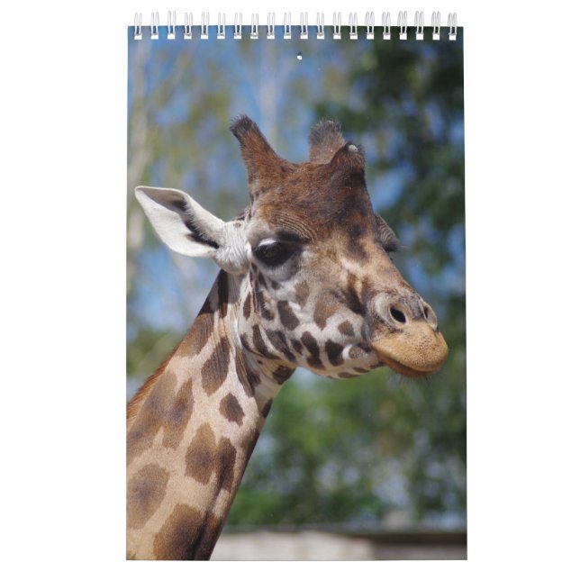 Kalender-Giraffen Kalender (Titelbild)