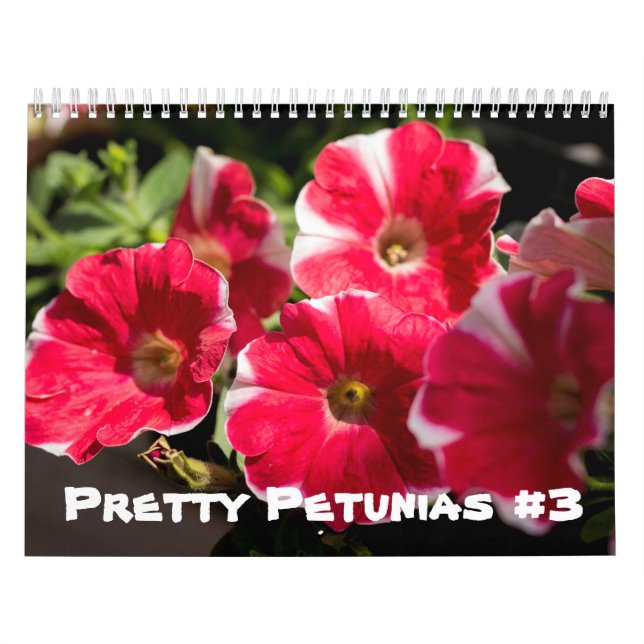 Kalender - Hübsche Petunias (Titelbild)