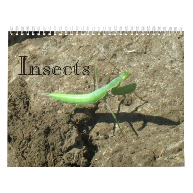 Kalender - Insekten (Titelbild)