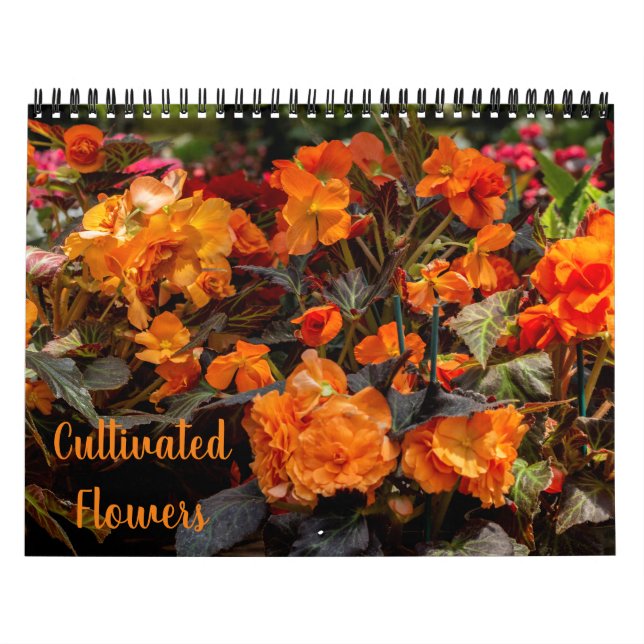 Kalender kultureller Blume (Titelbild)