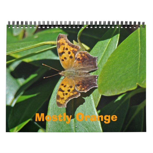 Kalender - meistens Orange (Titelbild)