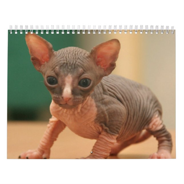 Kalender mit ein niedlichen sphynx Kätzchen (Titelbild)