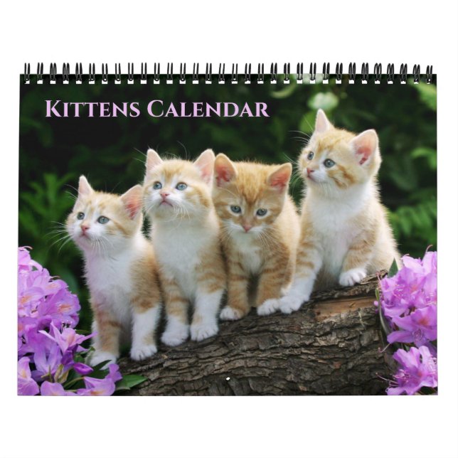 Kalender mit Katzenbabys mittlerer Größe (Titelbild)
