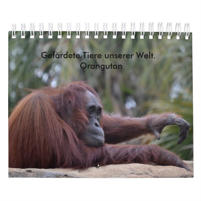 Kalender-Orangutan Kalender (Titelbild)