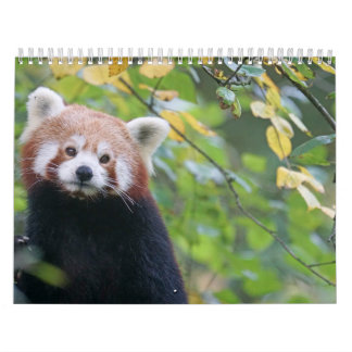 Kalender Panda Roux Calendar Red Panda