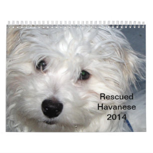 Kalender Rettung Havanese Welpen-2014