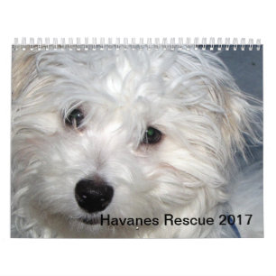 Kalender Rettung Havanese Welpen-2014