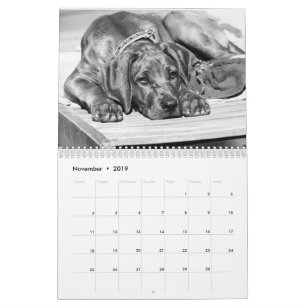 Kalender Rhodesian Ridgeback - Liondog - 15 Monate