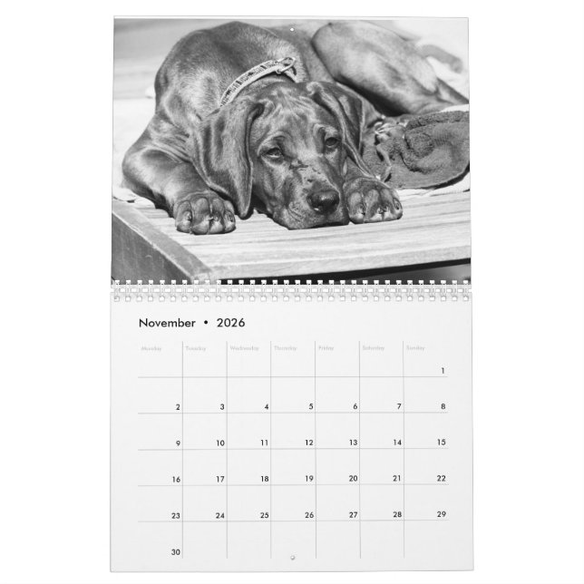 Kalender Rhodesian Ridgeback - Liondog - 15 Monate (Nov 2026)