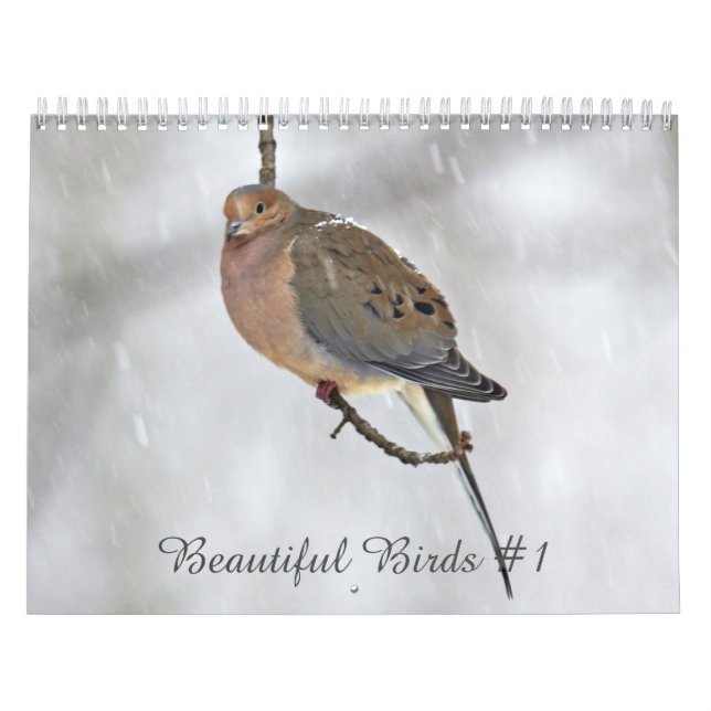 Kalender Schöne Vögel #1 (Titelbild)