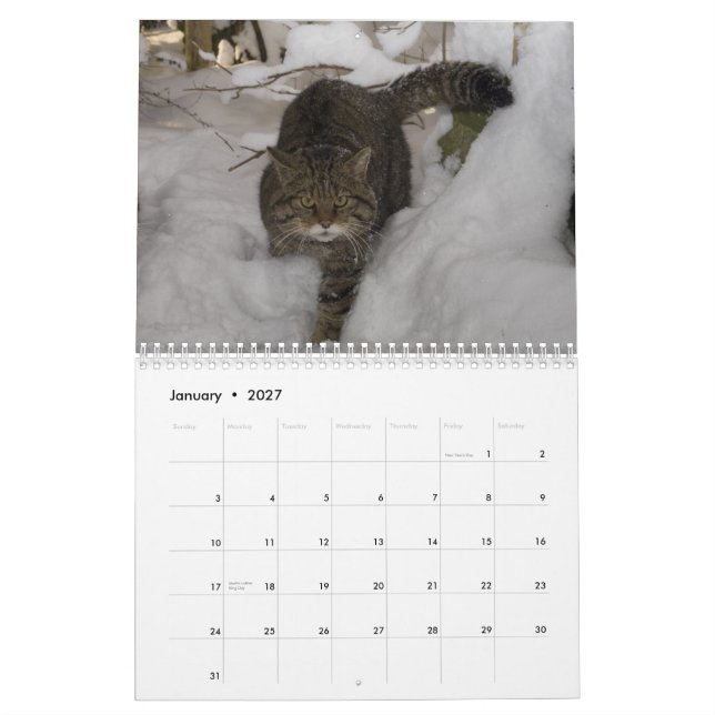 Kalender - schottische Wildkatze (Jan 2027)