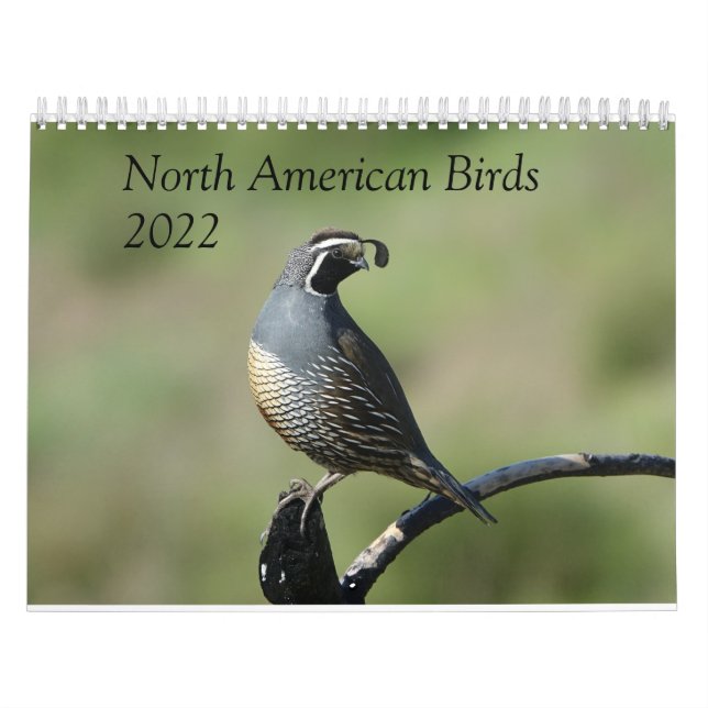 Kalender - Vögel in Nordamerika (Titelbild)