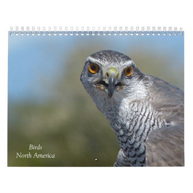 Kalender - Vögel in Nordamerika (Titelbild)