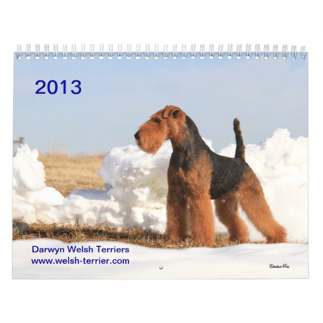 Kalender Walisers Terrier 2013 durch Darwyn (Titelbild)