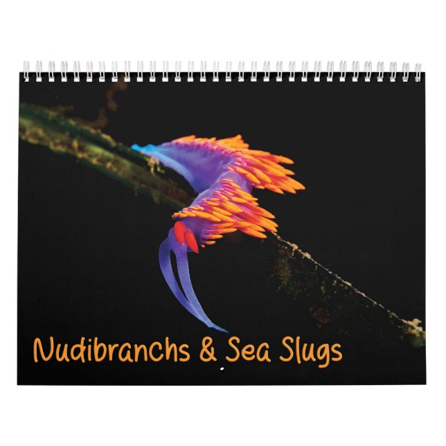Kalenders & Sea Slugs Kalender (Titelbild)