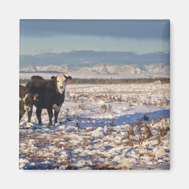 Kalgary, Alberta, Canada Magnet (Vorne)