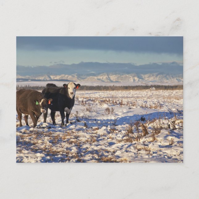 Kalgary, Alberta, Canada Postkarte (Vorderseite)