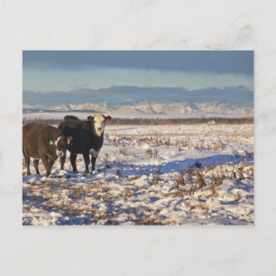 Kalgary, Alberta, Canada Postkarte