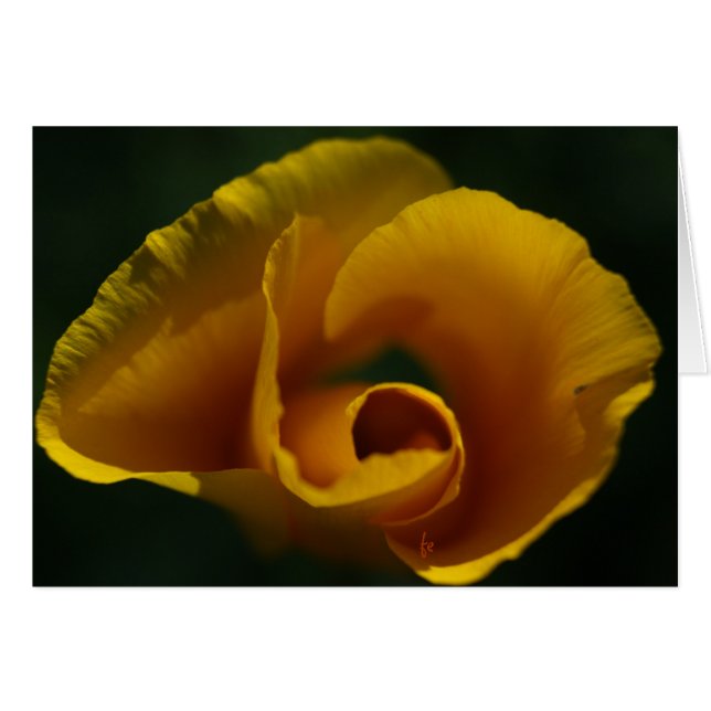 Kalifonia-Mohn (Vorderseite (Horizontal))