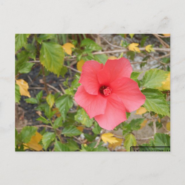 KALIFORNIA DESERT BLUME #1 POSTKARTE (Vorderseite)