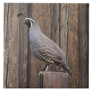 KALIFORNIA QUAIL AUF BARNBOARD FLIESE