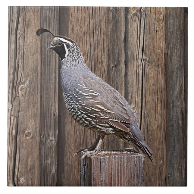 KALIFORNIA QUAIL AUF BARNBOARD FLIESE (Vorderseite)