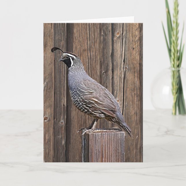 KALIFORNIA QUAIL AUF BARNBOARD KARTE (Vorderseite)